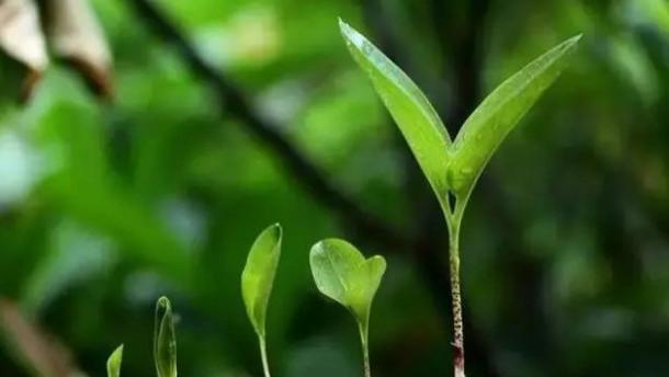 河南一学校让学生父母下跪，教育为何如此任性？
