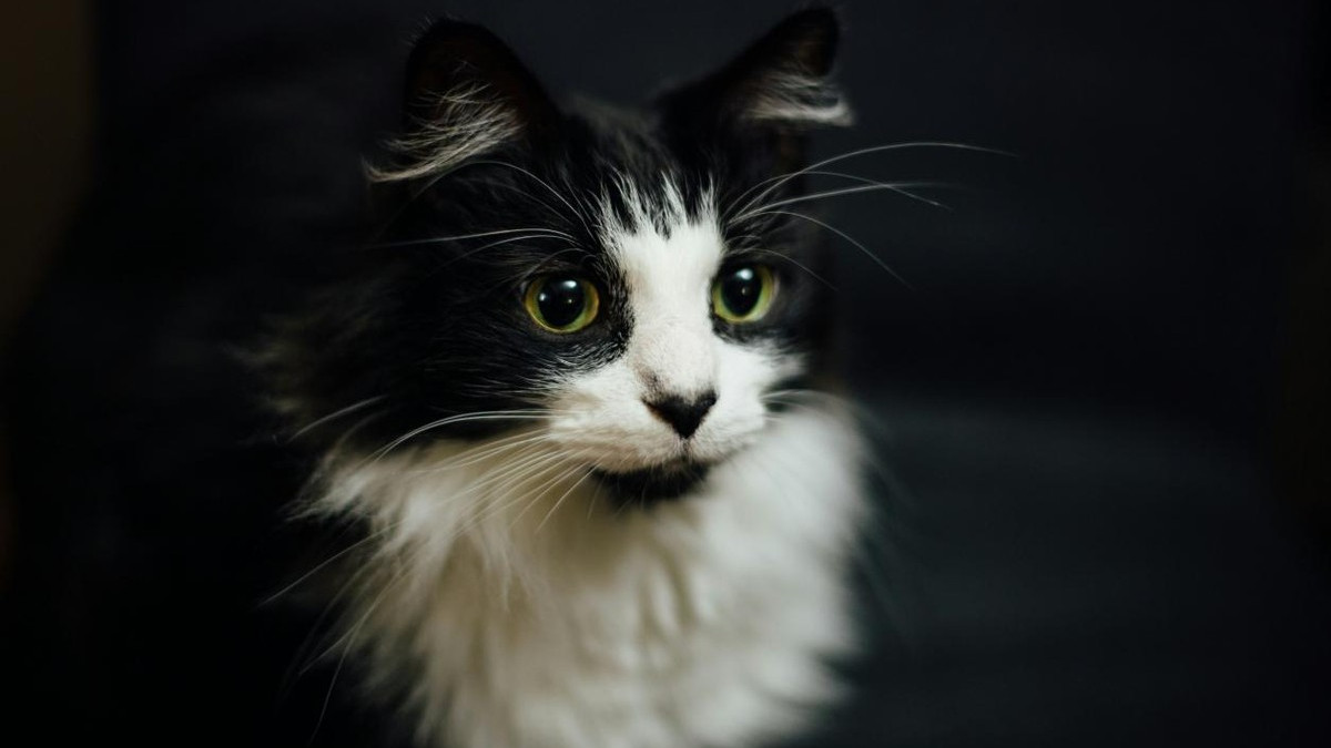 建议买猫粮什么品牌的好？2025年便宜实惠的烘焙猫粮品牌汇总分享