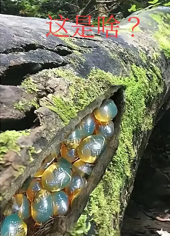 山上枯木里发现的东东，看了半天不敢动！
请问大神们这是啥？要发了吗？[what]