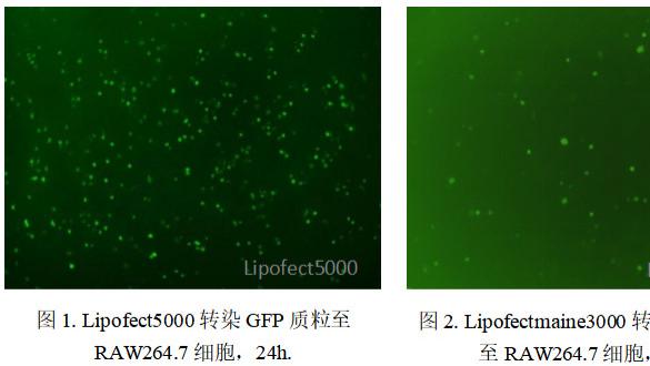 如何高效进行巨噬细胞、神经细胞、肿瘤细胞的质粒DNA转染？
