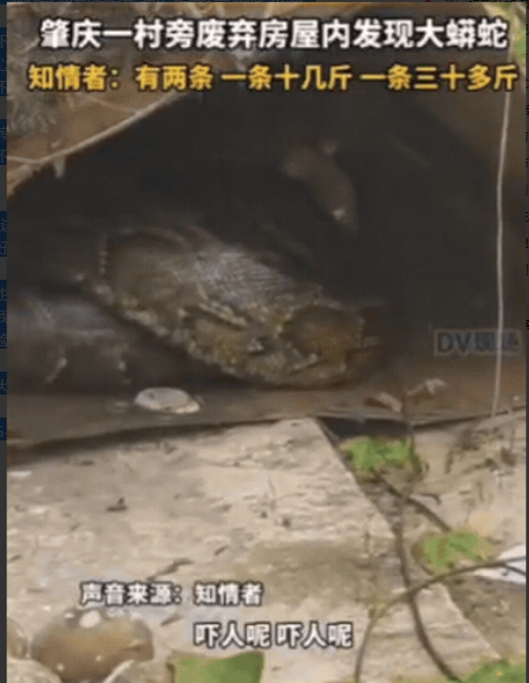 太吓人了！6月23日，广东肇庆，女子出门闲逛，发现一废弃屋内有动静，她以为是野猫