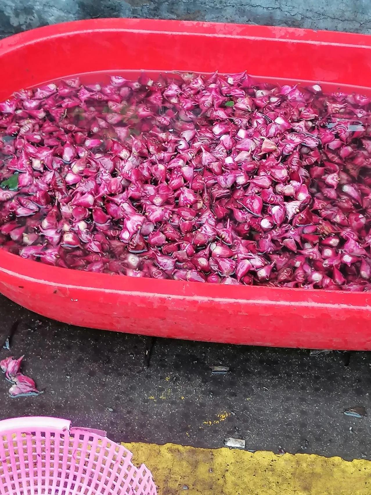 又是一年红菱季，
作为“水八仙”之一的红菱可生吃，
可煮着吃，亦可炒着吃。