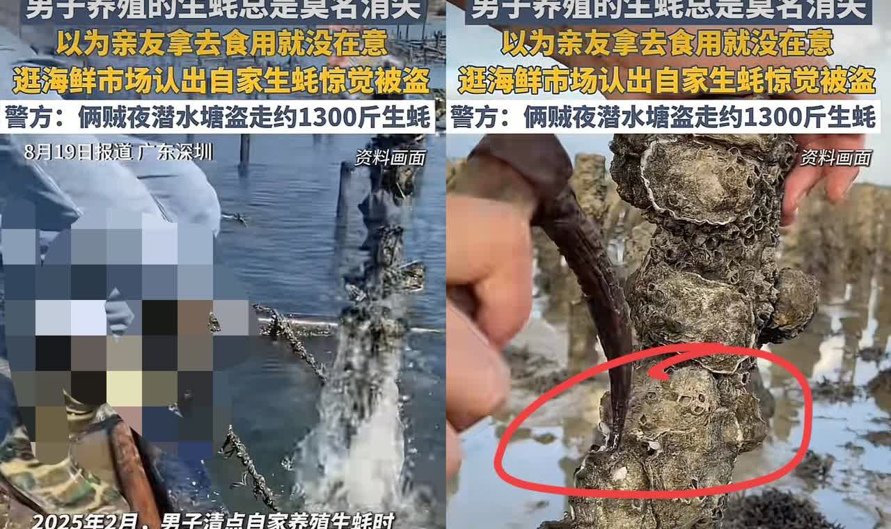 心不是一般的大！广东深圳，一男子养殖的生蚝总是莫名消失，居然一直以为是亲戚朋友顺