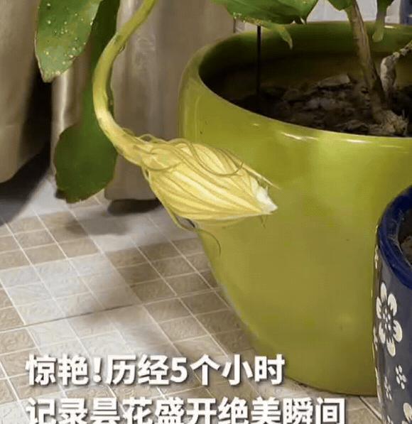 江苏一女子准备关灯休息，突然发现妈妈种的昙花有动静，她走近一瞧，发现是昙花要开了