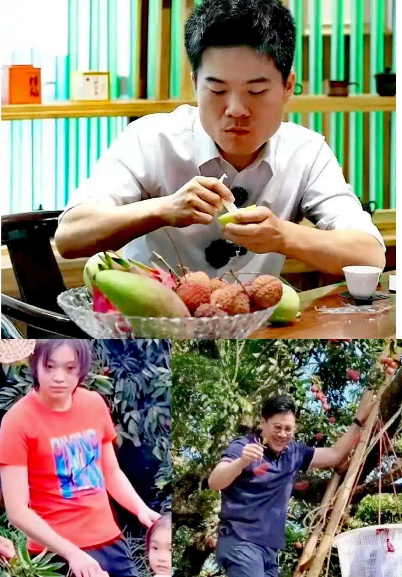 从董宇辉广西行东盟水果的荔枝秀，到全红婵回老家摘荔枝，再到霍启刚去广东摘荔枝和考
