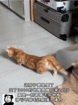当北方家庭开地暖，家里猫咪成最佳受益者，姿势都跟着进步！