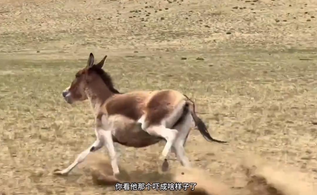 踢到铁板！大姐西藏自驾追藏野驴取乐，得知其身份后傻眼