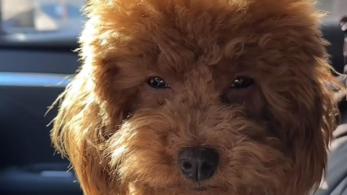 2026全国宠物托运哪个平台好？宠物托运平台排行榜推荐，全国宠物托运哪个平台靠谱便宜排名推荐