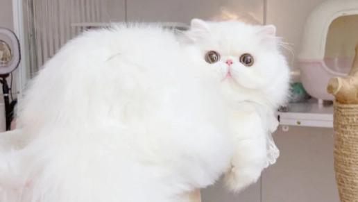 2025最新猫罐头的品牌排名怎么看？新手必看：最受欢迎的猫罐头合集