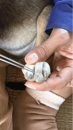 狗子的爪缝里有一只蜱虫，直接这样硬拔会不会容易感染？滴风油精啊[机智]