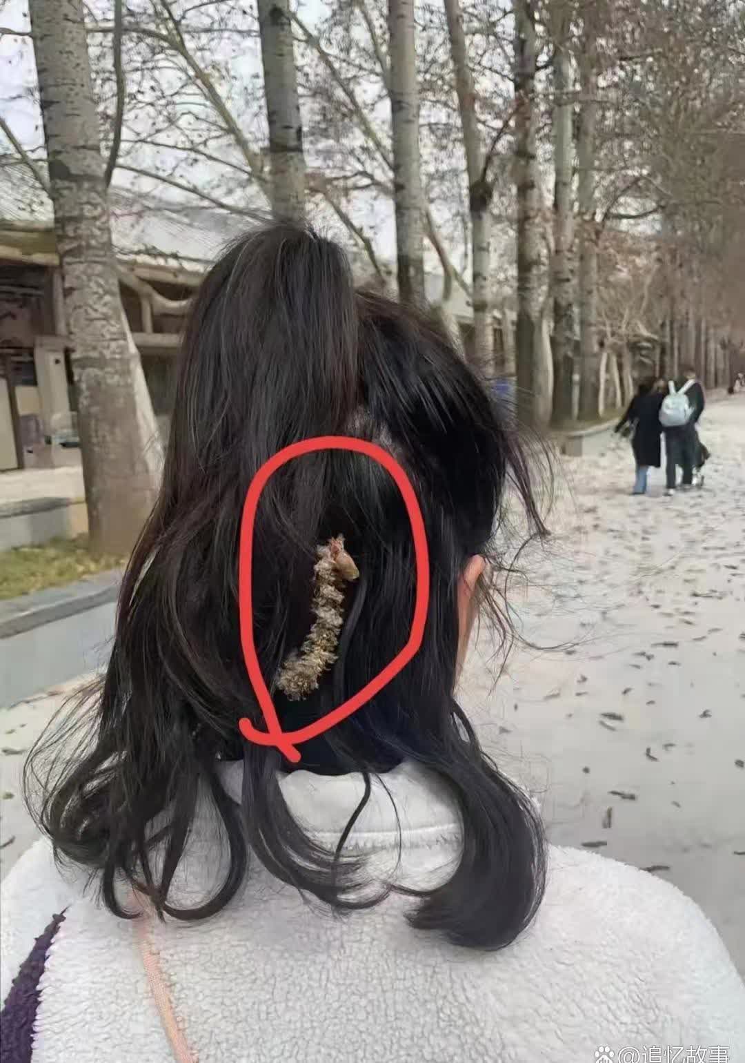 昨天溜达在街上，老远就瞅见一姑娘头顶上粘了个啥玩意儿，跟毛毛虫似的，简直一模一样