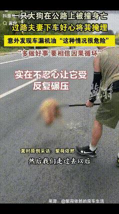 夫妻驾车行驶在公路上，发现一只被撞身亡的大狗，不忍心狗狗遭到反复碾压，于是将狗狗