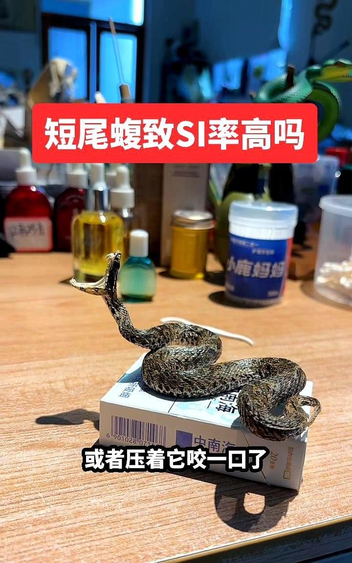 中国分布最广、咬人最多的剧毒蛇叫短尾蝮，各地方言很多，大家看一看能认识它不？
看