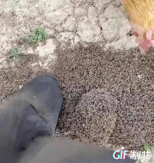 一个灭蚊灯免费养一群鸡，鸡吃了蚊子下的蛋特别鲜美，以前很多小区广告牌下面都有一个