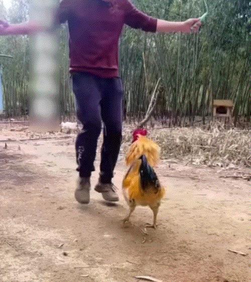 安徽黄山，一男子在网上晒出，他带着自家大公鸡一起跳绳的一幕，引起了网友们的热议。