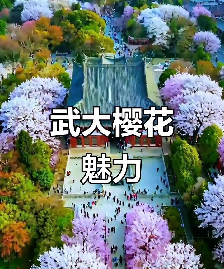整顿武大，从樱花树砍起！
一直以来，樱花树就是武大的一个重要景观和话题点，武大也