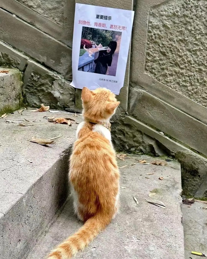 小猫瞅见了自己的通缉令