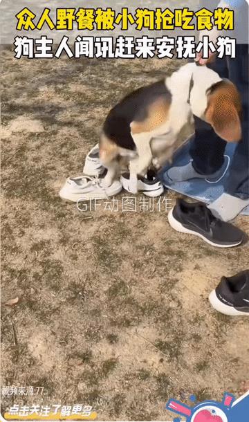 野餐的男子:谁家的狗？
它的主人:吃了吗？
野餐的女子:吃了好多！
有网民说，吃