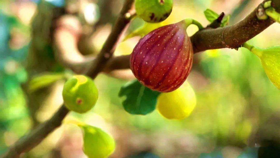 无花果树每年必砍？少一年都不行！背后真相让人恍然大悟！