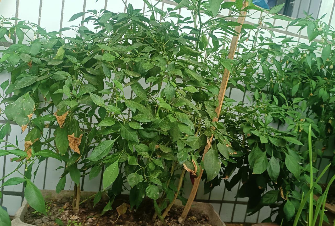 现在的学生娃
莫说体罚他们受不了
就是把话说重了
也可能让他们受不了
几年前
主