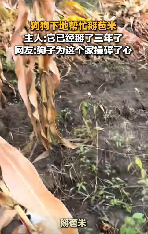 黑龙江，近日，一女子和家人下地掰玉米，家养的狗狗也跟着来到玉米地，还没等主人开始
