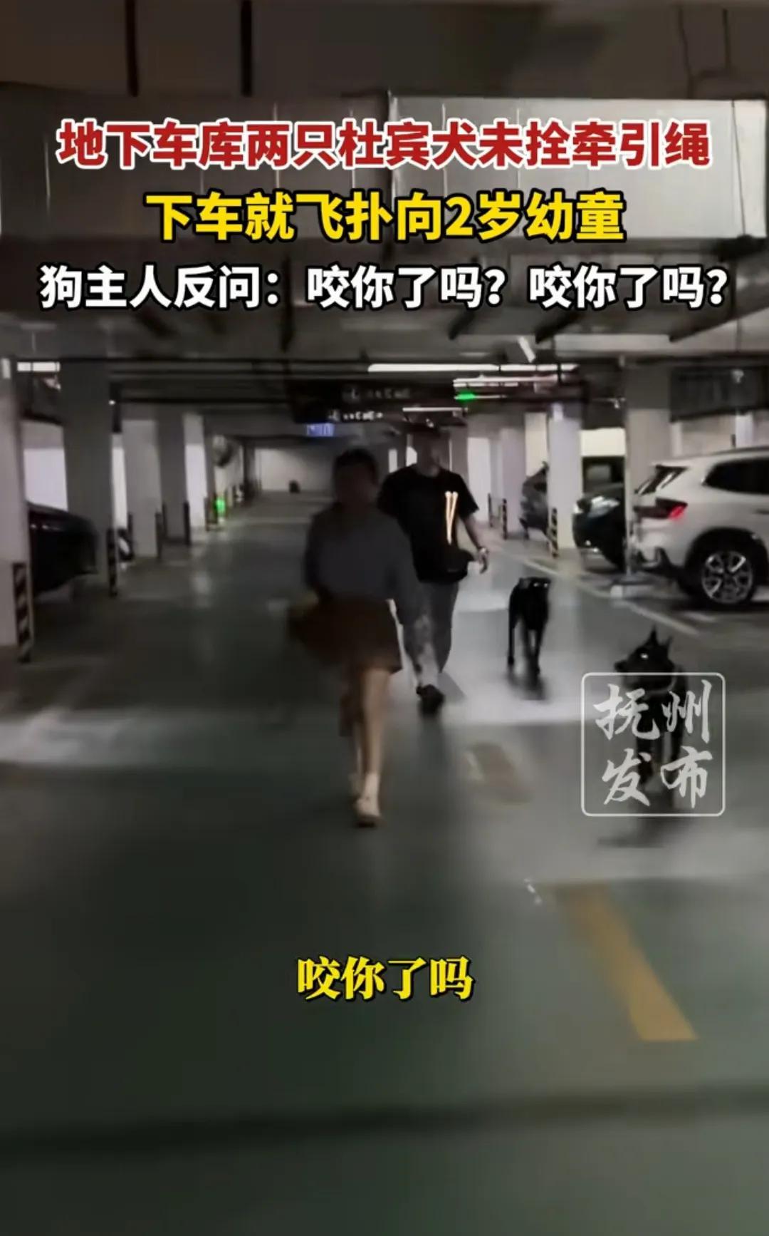 感觉丹阳杜宾犬女主人好凶，比她养的两条狗还凶，看的得人发怵！她凭一己之力将丹阳送