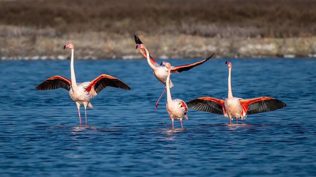 白发男子想抵押金饰凑 86 元为妻买药，公开表扬一下王先生