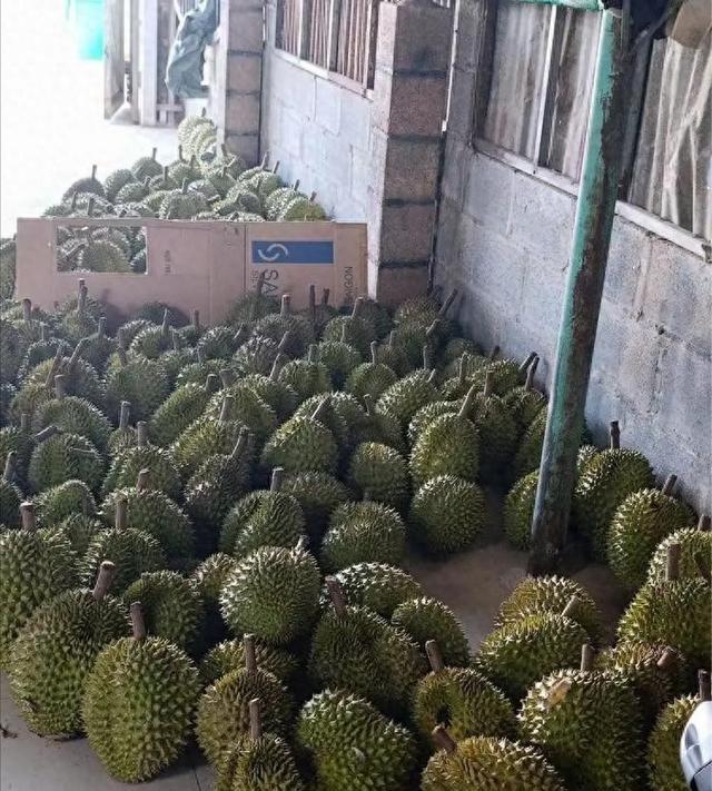 赚中国人钱毒害中国人！越南榴莲在中国曾一年狂赚30亿，但他们不好好种水果，却在果