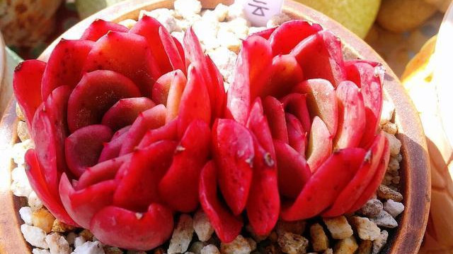 我和老公月入30000，婆婆让我们养小侄子，我拒绝后，老公来找我