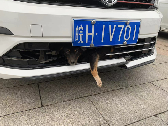 狗子我俩真有缘
上班途中，跟半路突然跳出来的黑狗子直接对撞上了，不偏不倚正好卡中