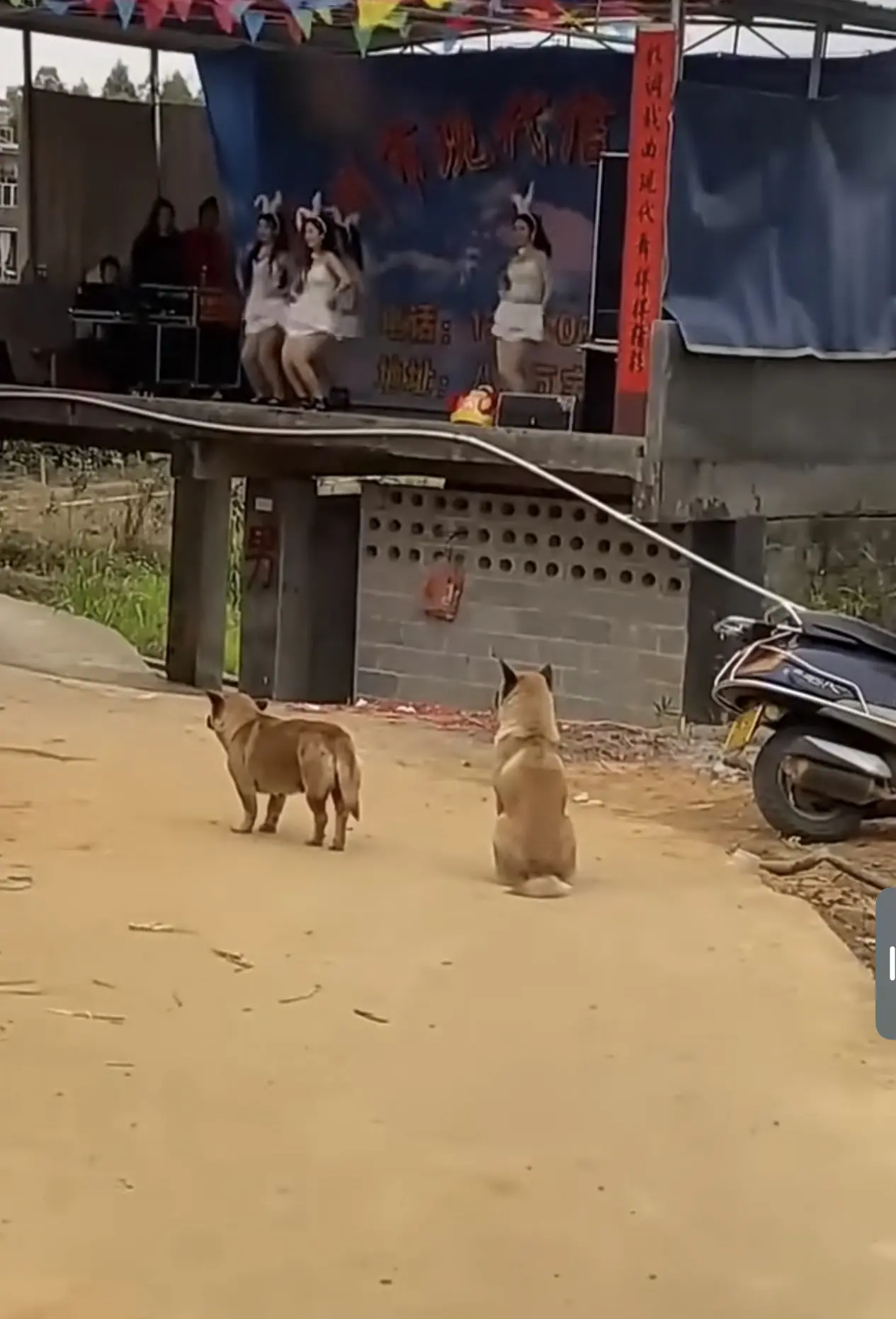 不仅大爷爱看，狗狗也爱看
