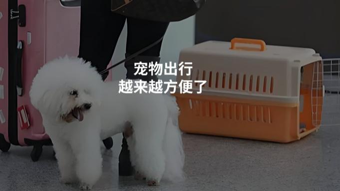 这些公司和机构，撑起了中国宠物出行的一片天