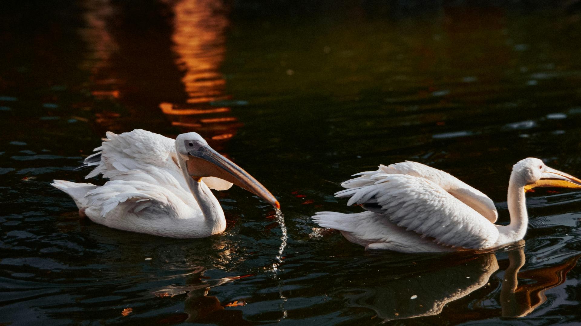 安遇情感正规吗：当前任说累了，用好这3招他会主动回头