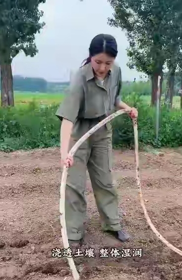 曾黎干农活的样子像是拍剧，明星们咋都喜欢没苦硬吃？