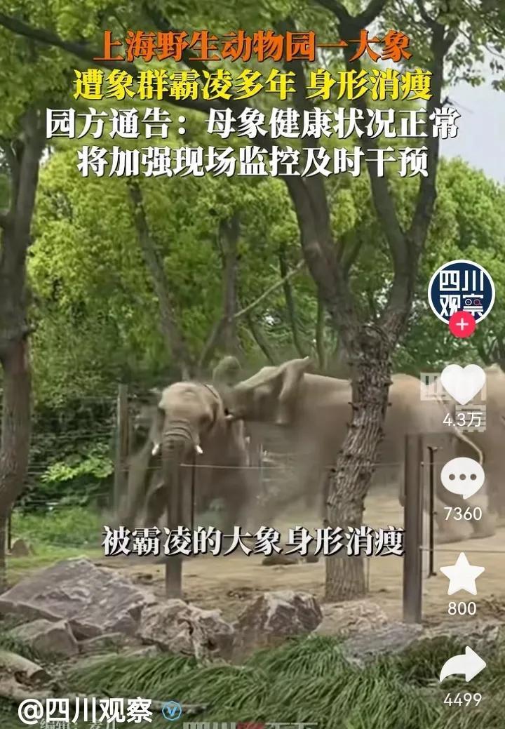 小母象啊小母象，它的命运为什么那么惨？！小母象它想有个家，一个不需要多大的地方，