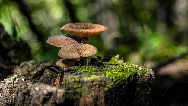 FSC认证格拉辛纸袋可回收可降解可堆肥可定制印刷跨境电商服装袋