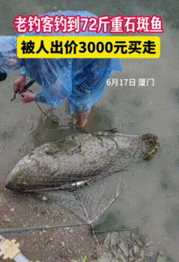 “钓鱼佬这么赚钱！”福建，男子暴雨中钓鱼，不料竟钓上72斤石斑鱼，当场被老板30