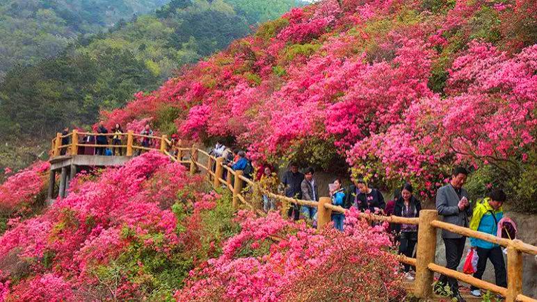 武汉云雾山杜鹃花海的绚丽画卷