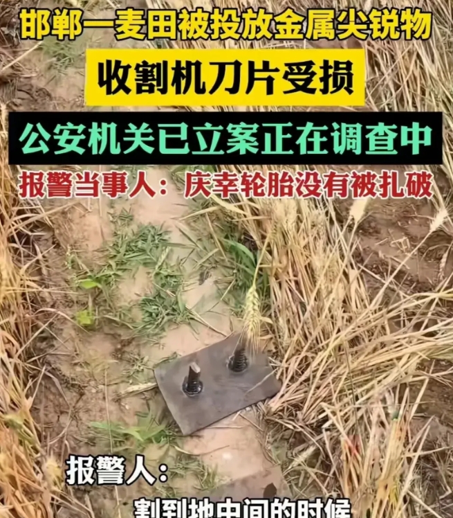 河北邯郸，男子是外地人，在当地承包土地种了35亩小麦。他雇了收割机抢收麦子，驾驶