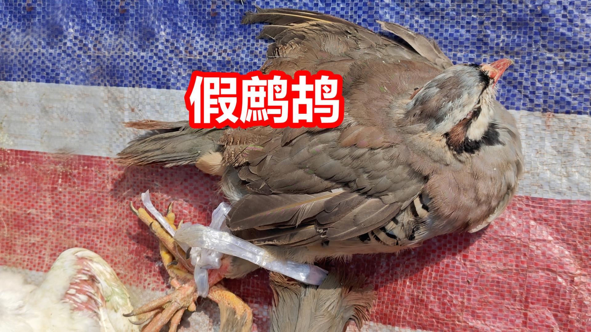 假鹧鸪，养山鸡，广州非常规禽类一览