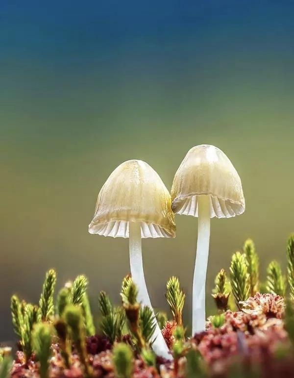 把蘑菇都拍成这样，绝了！