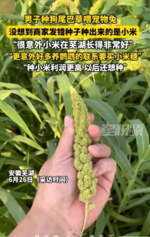 “赚翻了！”安徽，一男子买了“狗尾巴草”种子，结果种出来的却是满满的小米穗！没想