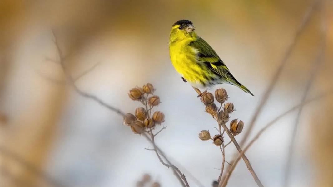 动物观察爱好员 之 黄雀