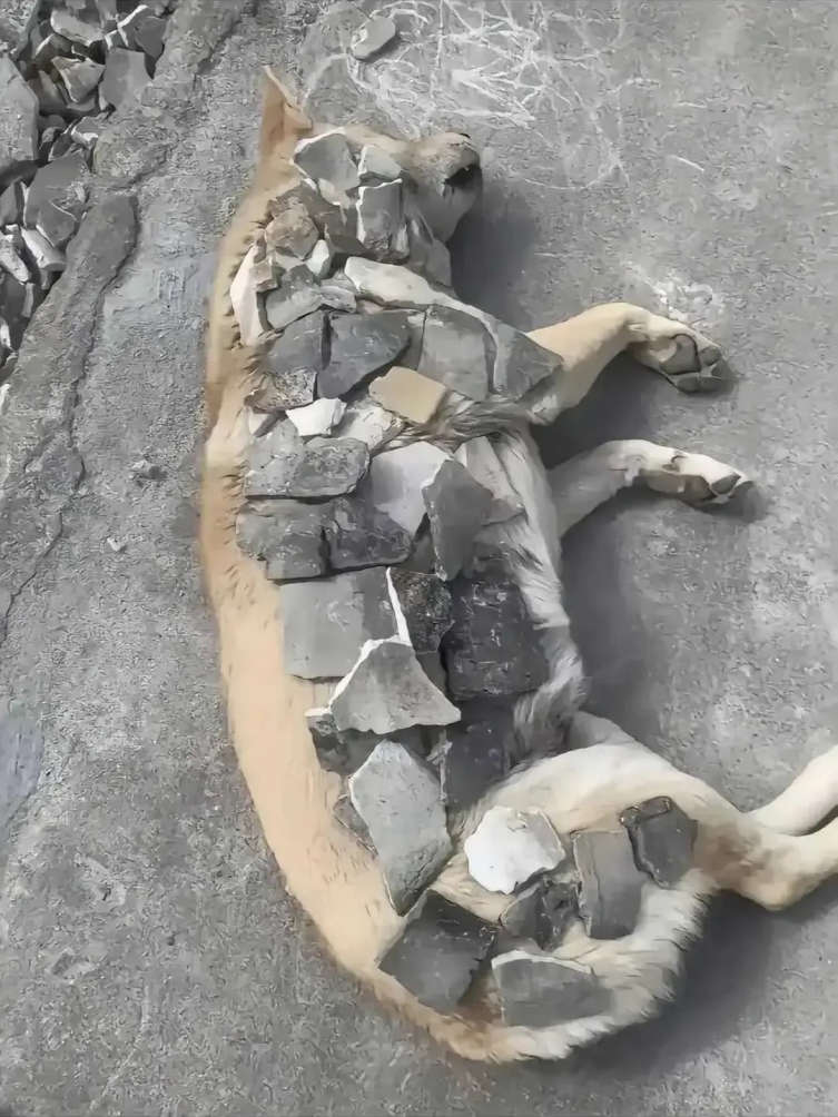 回老家了 只有狗狗跟我玩

