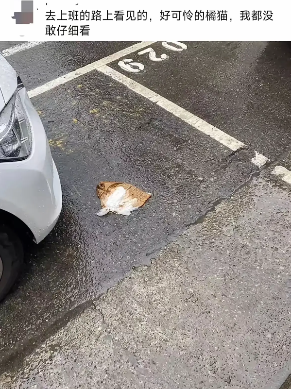 去上班的路上看见的，我都没敢仔细看
