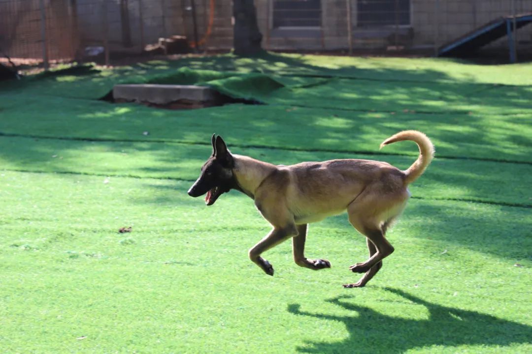 16 只搜救犬 “考编” 失败求领养，你愿意给它们一个家吗？