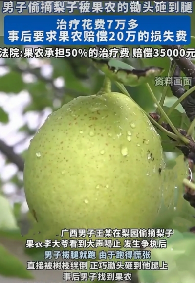 广西，梨园主李大爷的梨园丰收在望，却常遭小偷光顾。这天，王某又偷偷溜进梨园偷梨，