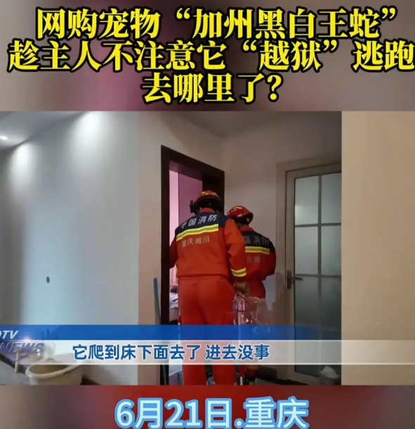 重庆女子网购了一条黑白王蛇当宠物，谁知喂食的时候，它居然从储存罐里跑了出来。女子