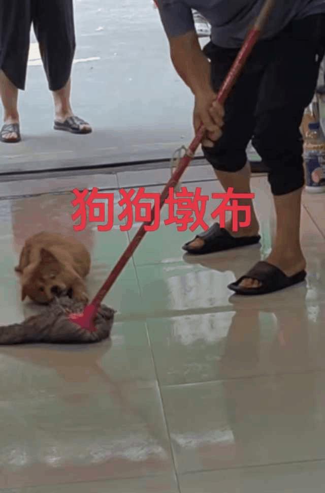 狗狗做的墩布，这样墩地是不是会更干净些？不过完事了给狗狗洗澡更麻烦！