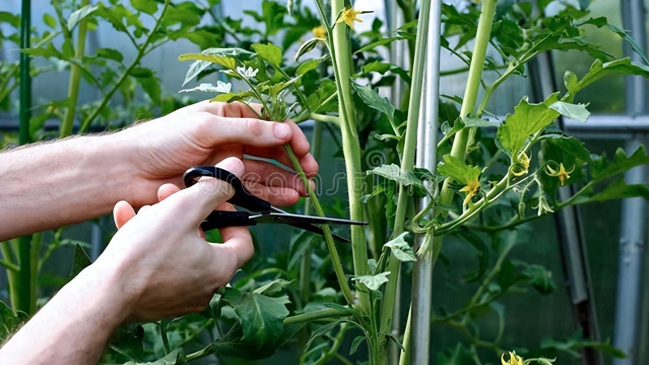 番茄打侧枝有诀窍？资深菜农透露3个关键点，多收50%不是梦！